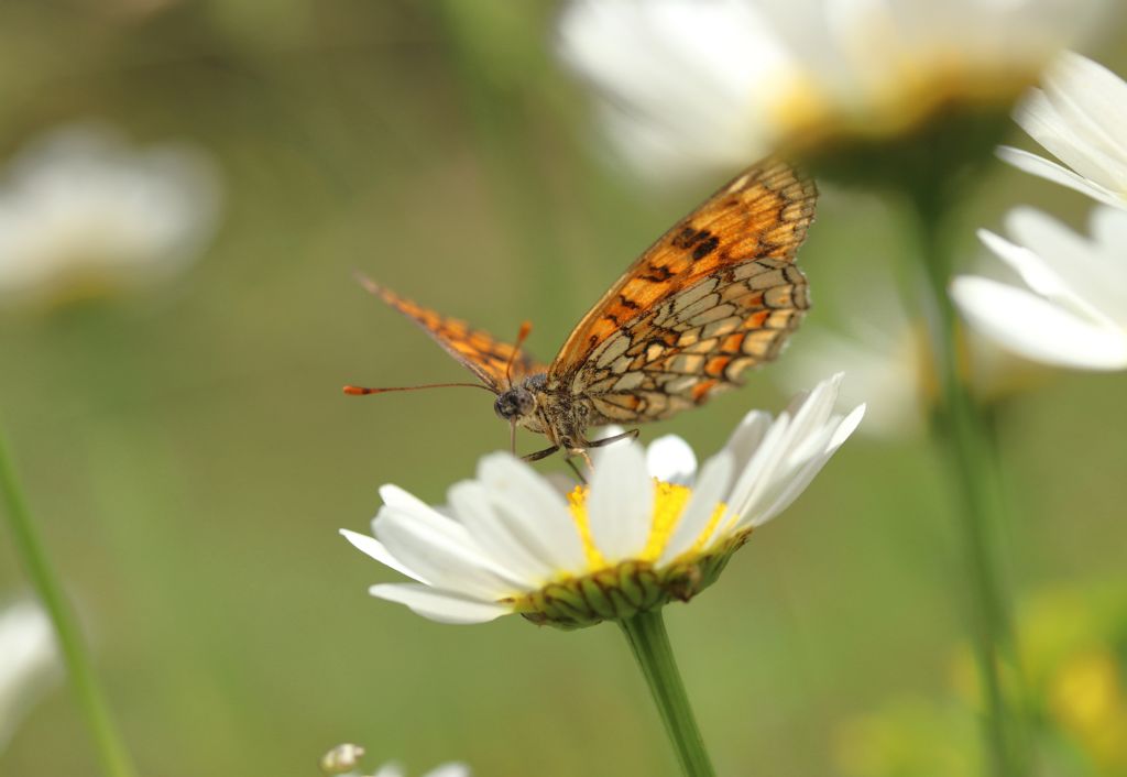 Melitaea nevadensis (=celadussa), Nymphalidae